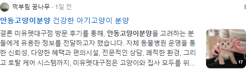 안동고양이분양 검색결과