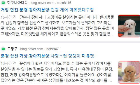 거창 합천 문경 강아지분양 검색결과