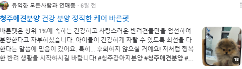 청주애견분양 검색결과